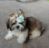 ACA Registered Shih-Tzu For Sale Millerssburg OH Male-Chase
