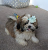 ACA Registered Shih-Tzu For Sale Millerssburg OH Male-Chase