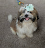 ACA Registered Shih-Tzu For Sale Millerssburg OH Male-Chase