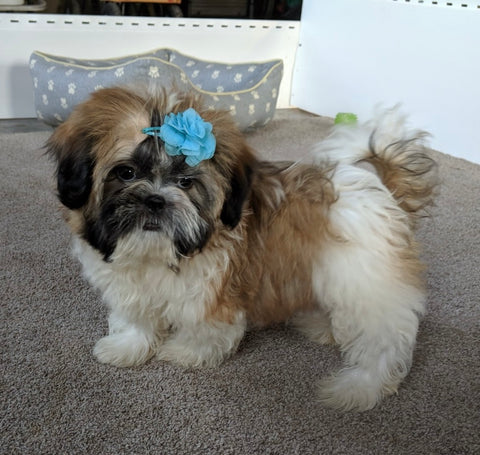 ACA Registered Shih-Tzu For Sale Millersburg OH Male-Conner