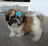 ACA Registered Shih-Tzu For Sale Millersburg OH Male-Conner