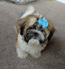 ACA Registered Shih-Tzu For Sale Millersburg OH Male-Conner