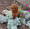 ICA Registered Mini Poodle For Sale Dundee OH Female-Sophy