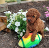 ICA Registered Mini Poodle For Sale Dundee OH Female-Sophy