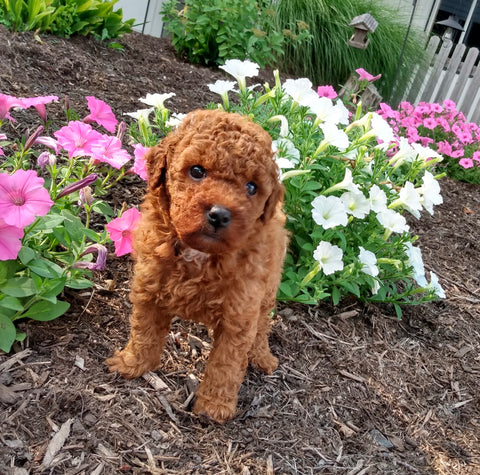 ICA Registered Mini Poodle For Sale Dundee OH Female-Sophy
