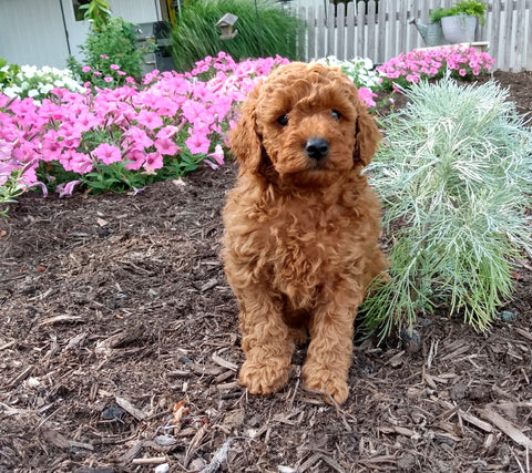 ICA Registered Mini Poodle For Sale Dundee OH Male-Lenny