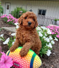 ICA Registered Mini Poodle For Sale Dundee OH Male-Lenny