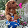 ICA Registered Mini Poodle For Sale Dundee OH Male-Franky