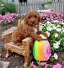 ICA Registered Mini Poodle For Sale Dundee OH Male-Franky