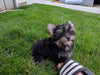 ACA Registered Yorkshire Terrier For Sale Millersburg OH Male-Zeke
