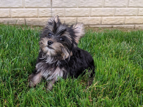 ACA Registered Yorkshire Terrier For Sale Millersburg OH Male-Zeke
