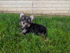 ACA Registered Yorkshire Terrier For Sale Millersburg OH Male-Zeke