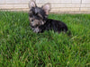 ACA Registered Yorkshire Terrier For Sale Millersburg OH Male-Zeke