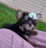 ACA Registered Yorkshire Terrier For Sale Millersburg OH Female-Zoey