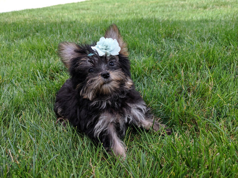 ACA Registered Yorkshire Terrier For Sale Millersburg OH Female-Zoey