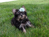 ACA Registered Yorkshire Terrier For Sale Millersburg OH Female-Zoey