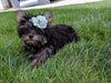 ACA Registered Yorkshire Terrier For Sale Millersburg OH Female-Zoey
