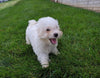 ACA Registered Maltese For Sale Millersburg OH Male-Archie
