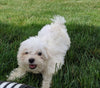 ACA Registered Maltese For Sale Millersburg OH Male-Archie