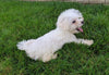 ACA Registered Maltese For Sale Millersburg OH Male-Archie