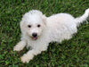 ACA Registered Bichon Frise Millersburg OH -Male Reese