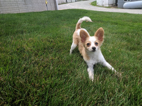 ICA Registered Papillon For Sale Millersburg OH-Male Blake