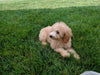 Mini Poodle For Sale Millersburg OH Male-Prince