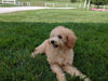 Mini Poodle For Sale Millersburg OH Male-Prince