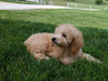 Mini Poodle For Sale Millersburg OH Male-Prince