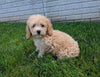 Poo-Chon For Sale Millersburg OH Male-Brody