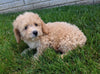 Poo-Chon For Sale Millersburg OH Male-Brody