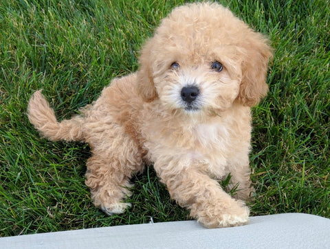 Poo-Chon For Sale Millersburg OH Female-Bella