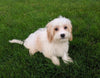 Cavachon For Sale Millersburg OH Male-Ricky