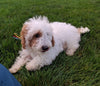 Cavapoo For Sale Millersburg OH Male-Hank