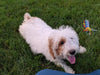 Cavapoo For Sale Millersburg OH Male-Hank