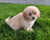 Cavapoo For Sale Millersburg OH Female-Mia