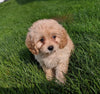 Cavapoo For Sale Millersburg OH Female-Mia