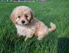 Cavapoo For Sale Millersburg OH Female-Mia