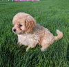 Cavapoo For Sale Millersburg OH Female-Mia