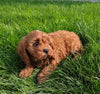 Cavapoo For Sale Millersburg OH Female-Hailey