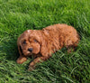 Cavapoo For Sale Millersburg OH Female-Hailey