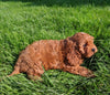 Cavapoo For Sale Millersburg OH Female-Hailey
