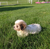 Teddy Bear For Sale Millersburg OH Female-Tammy