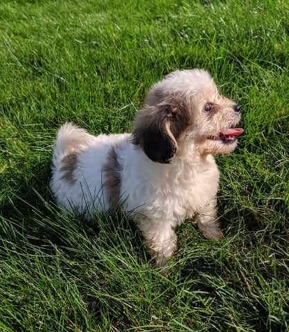 Teddy Bear For Sale Millersburg OH Female-Tammy