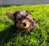 ACA Registered Yorkshire Terrier For Sale Millersburg OH Male-Jake