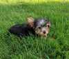 ACA Registered Yorkshire Terrier For Sale Millersburg OH Male-Jake