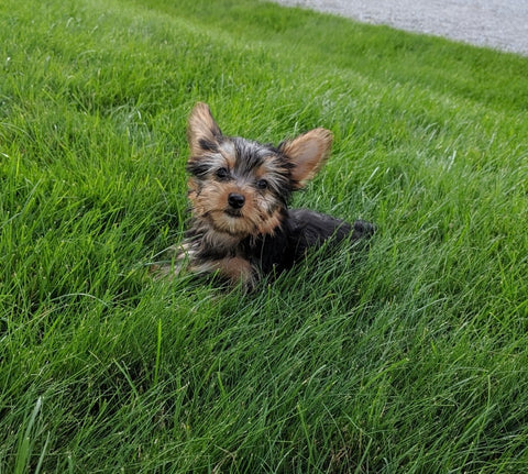 ACA Registered Yorkshire Terrier For Sale Millersburg OH Male-Jasper