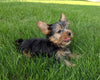 ACA Registered Yorkshire Terrier For Sale Millersburg OH Male-Jasper