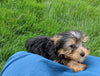 ACA Registered Yorkshire Terrier For Sale Millersburg OH Male-Jaxon