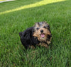 ACA Registered Yorkshire Terrier For Sale Millersburg OH Male-Jaxon